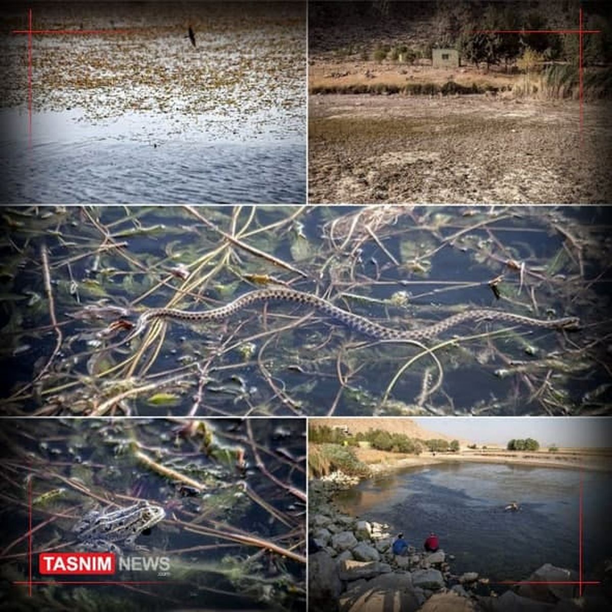 ثانیه‌شماری تا مرگ تدریجی تالاب بین‌المللی هشیلان