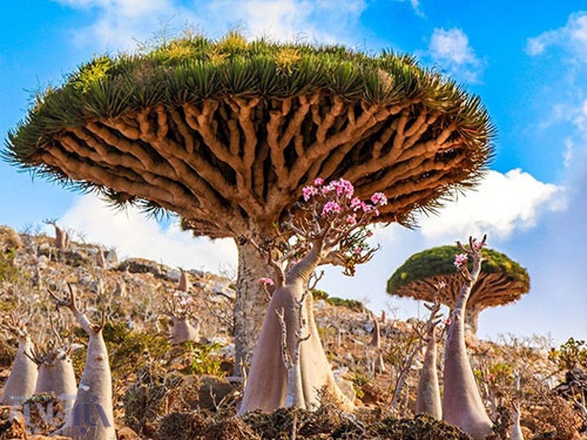 درخت عجیب خون اژدها در یمن+عکس