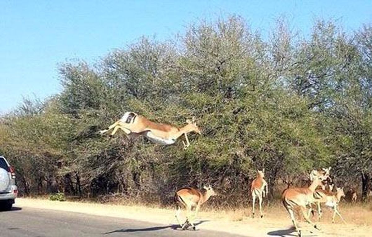 یک پرش بلند و رویایی/عکس