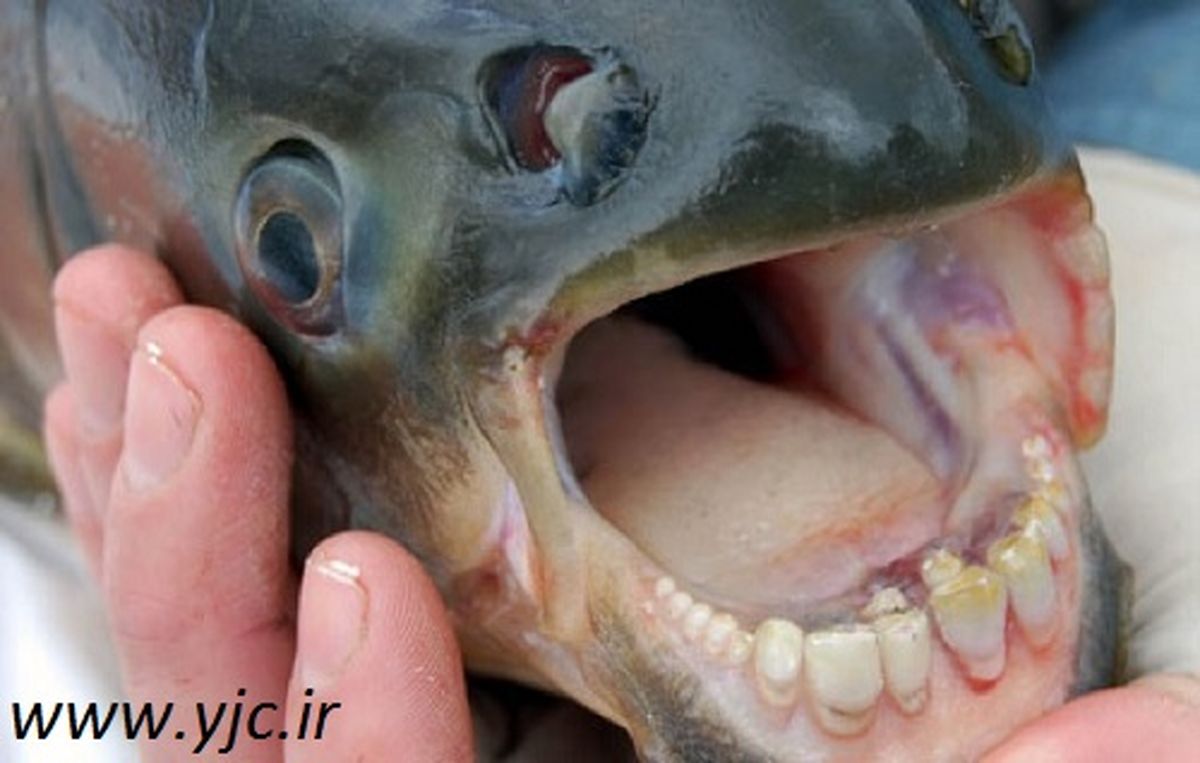 ترسناک‌ترین قاتلان ناشناخته دریا / عکس