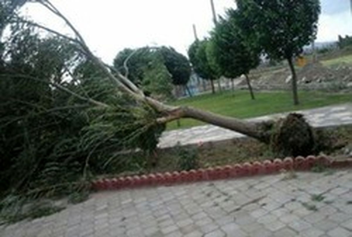 اورژانس تهران: زیر درختان و تیر چراغ برق نروید