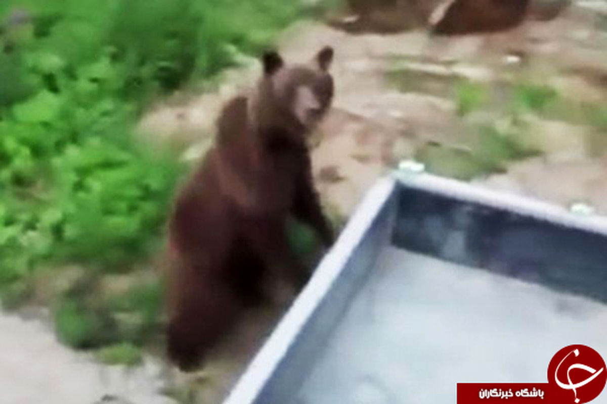 حمله خرس‌ها به کامیون +تصاویر