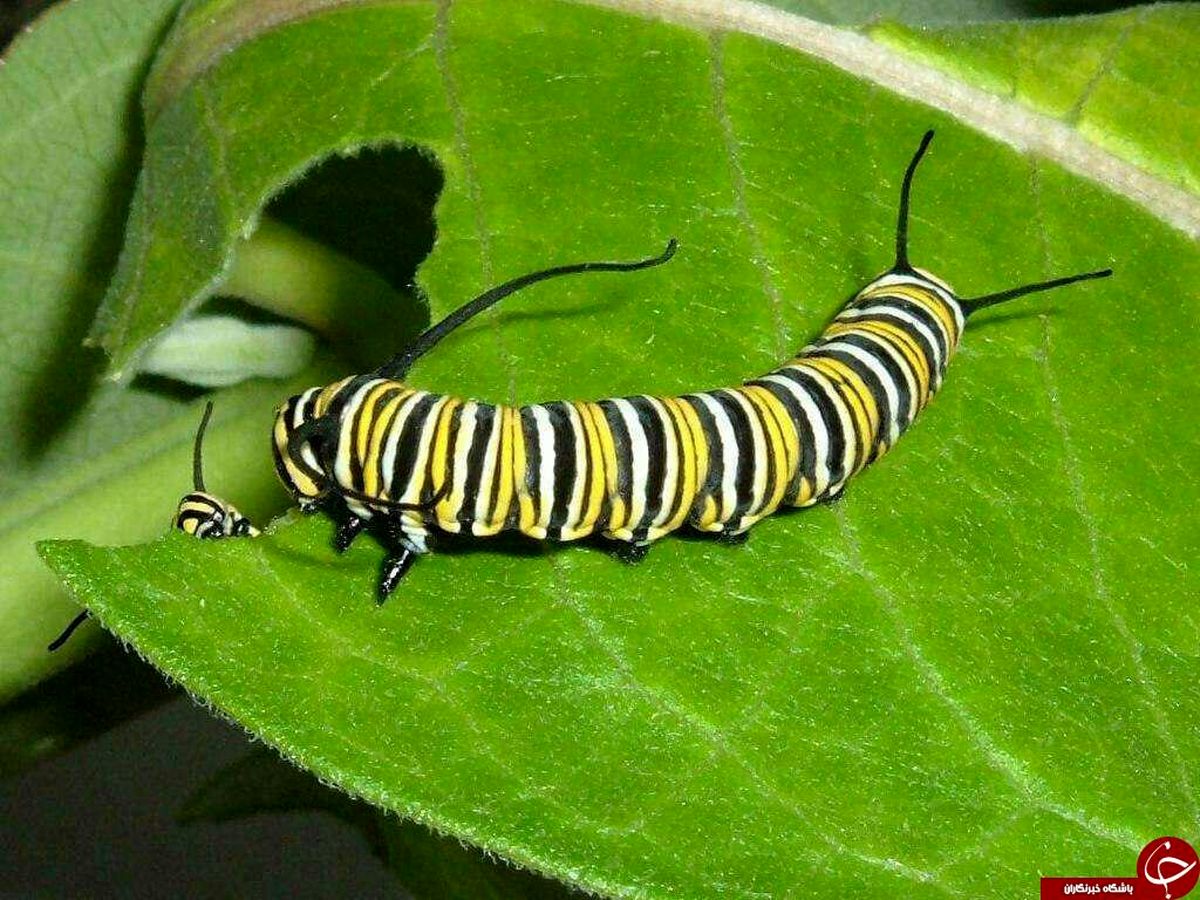 پروانه ای که خاطرات کودکی اش را به یاد می آورد  +عکس