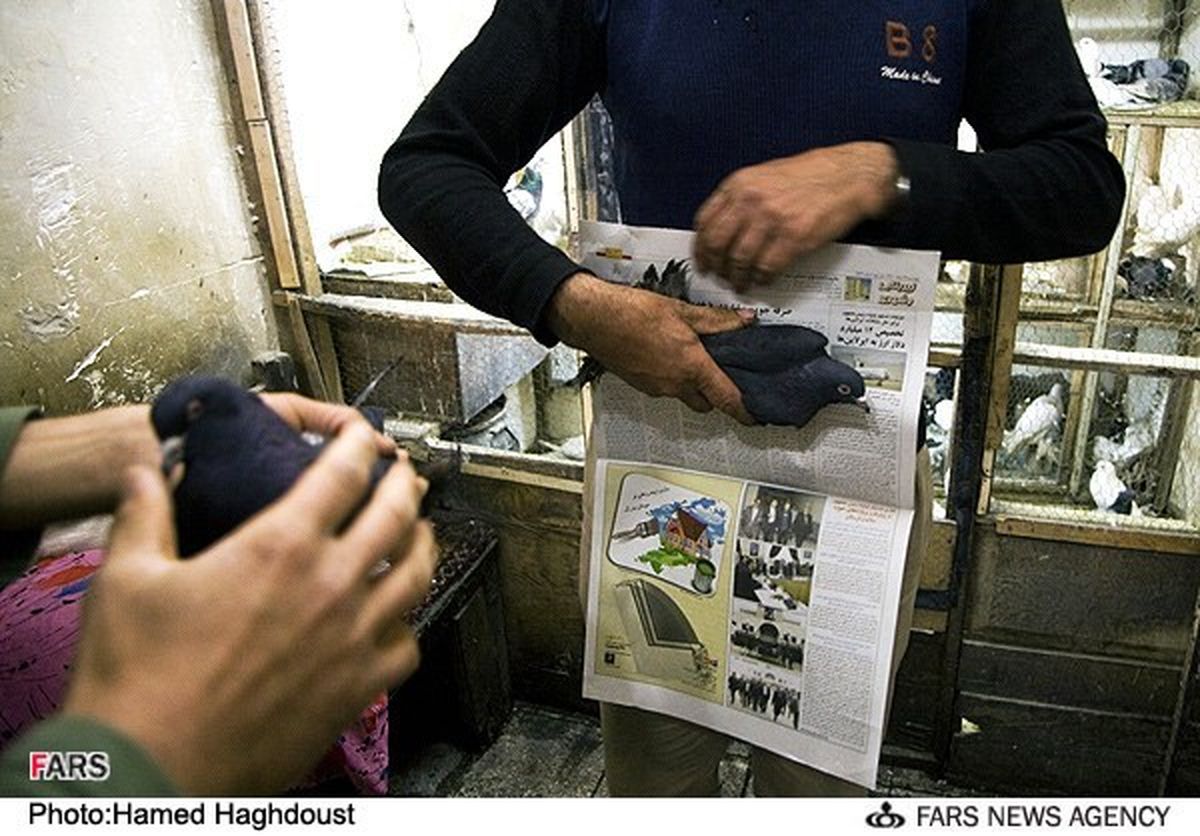 کادو پیج کبوتر/عکس