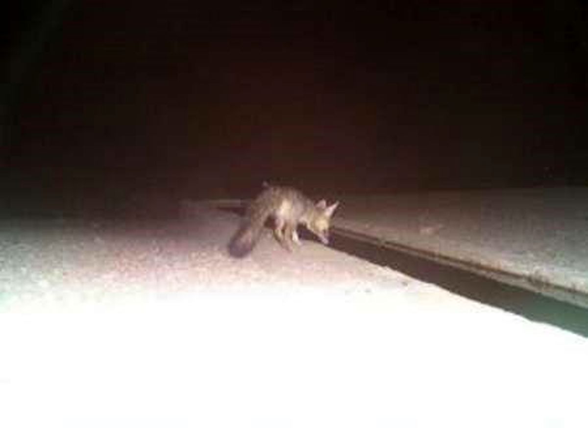 شاه روباه در سبزوار دیده شد +عکس