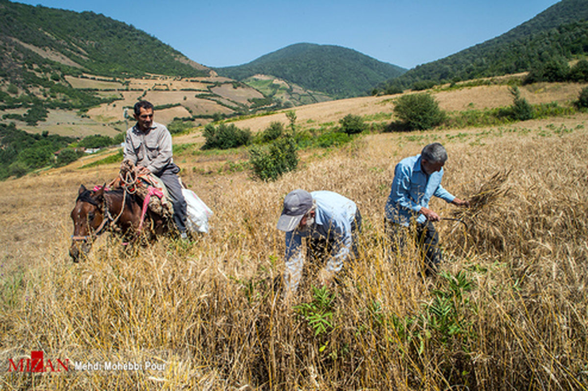 تصاویر: برداشت گندم در مازندران