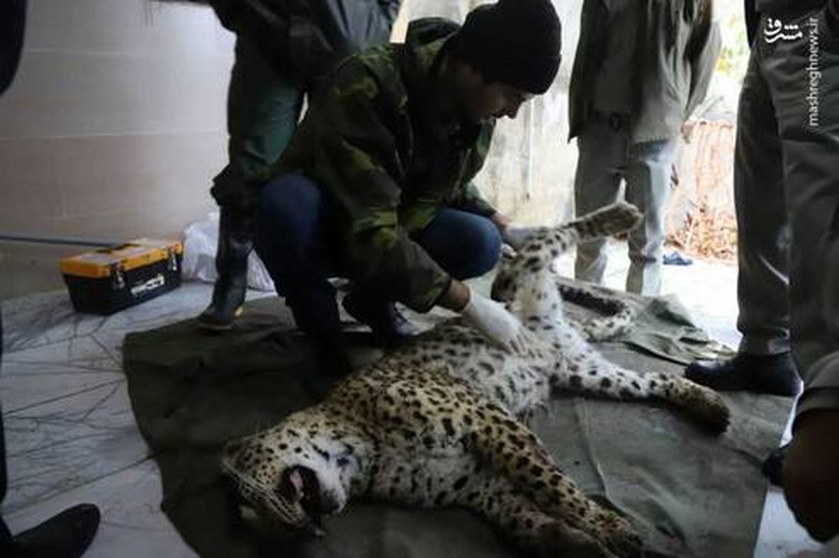 تصاویر: زنده‌گیری یک قلاده پلنگ ماده