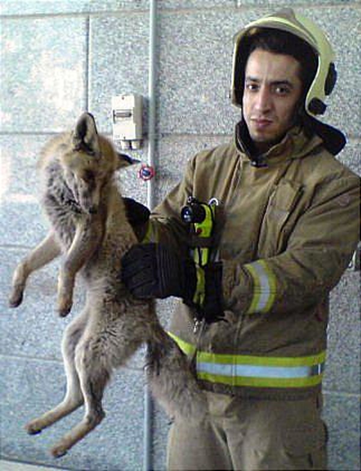 روباهی که از مدرسه یاخچی آباد اخراج شد/عکس