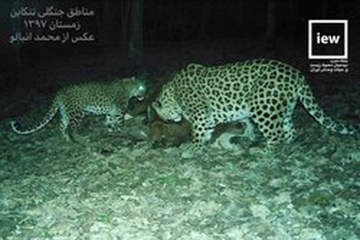 عکس: شکار یک گاو توسط دو پلنگ در تنکابن