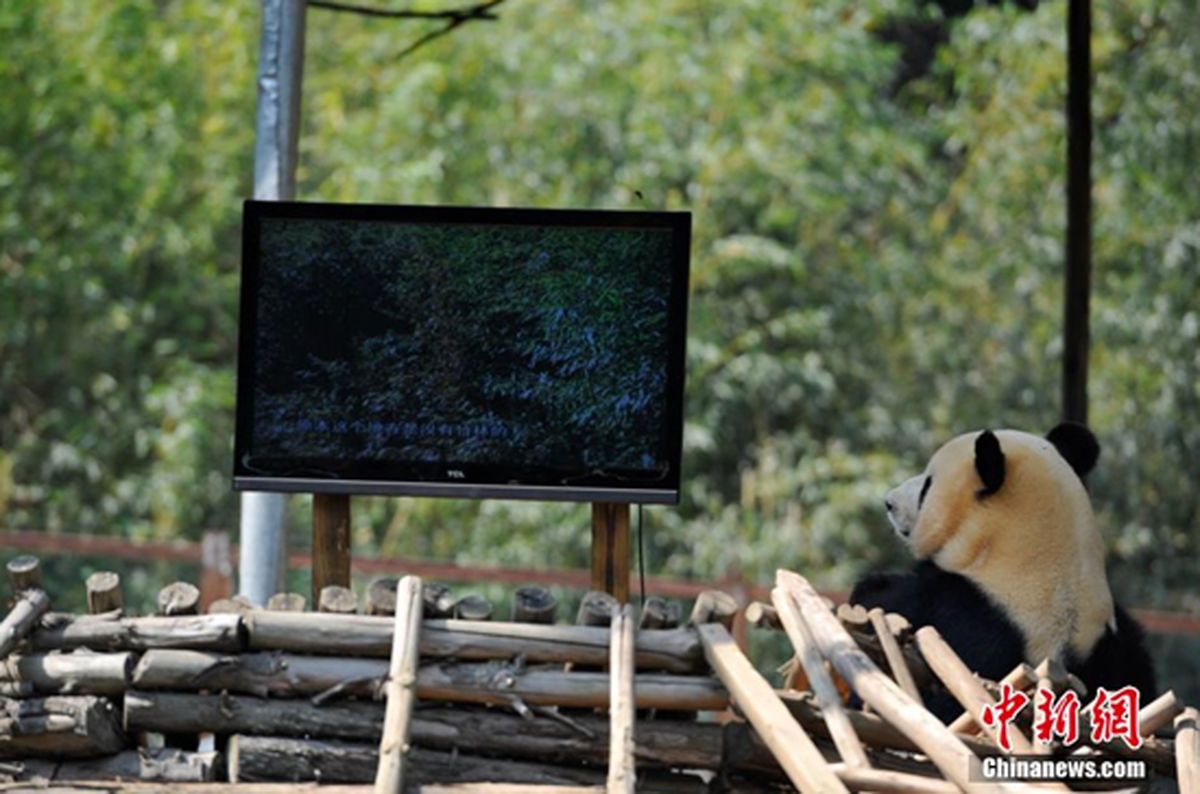 پاندای علاقمند به تلویزیون/عکس