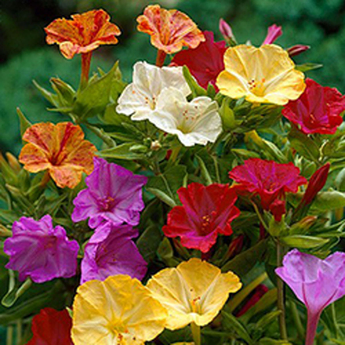 روش صحیح کاشت گل لاله عباسی