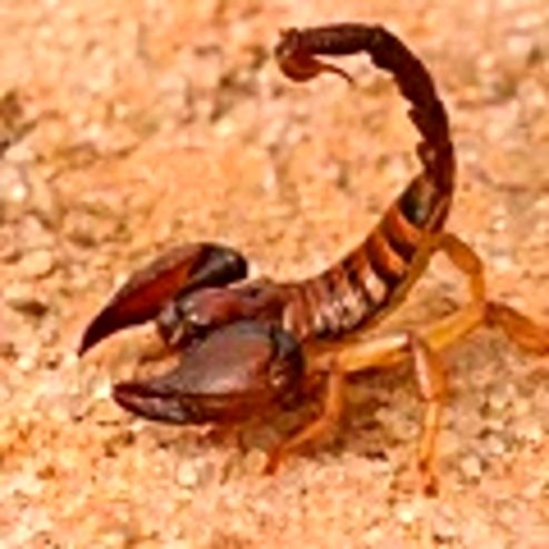 نیش عقرب جان دختر ۷ساله بشاگردی را گرفت