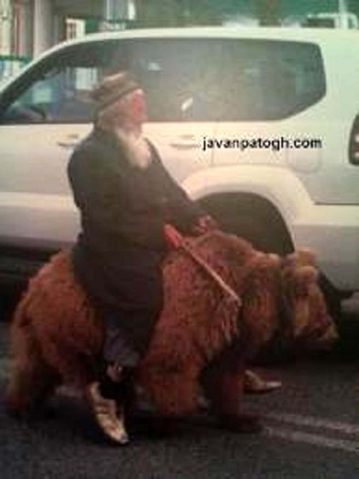 عکس/ پیرمرد سوار بر خرس