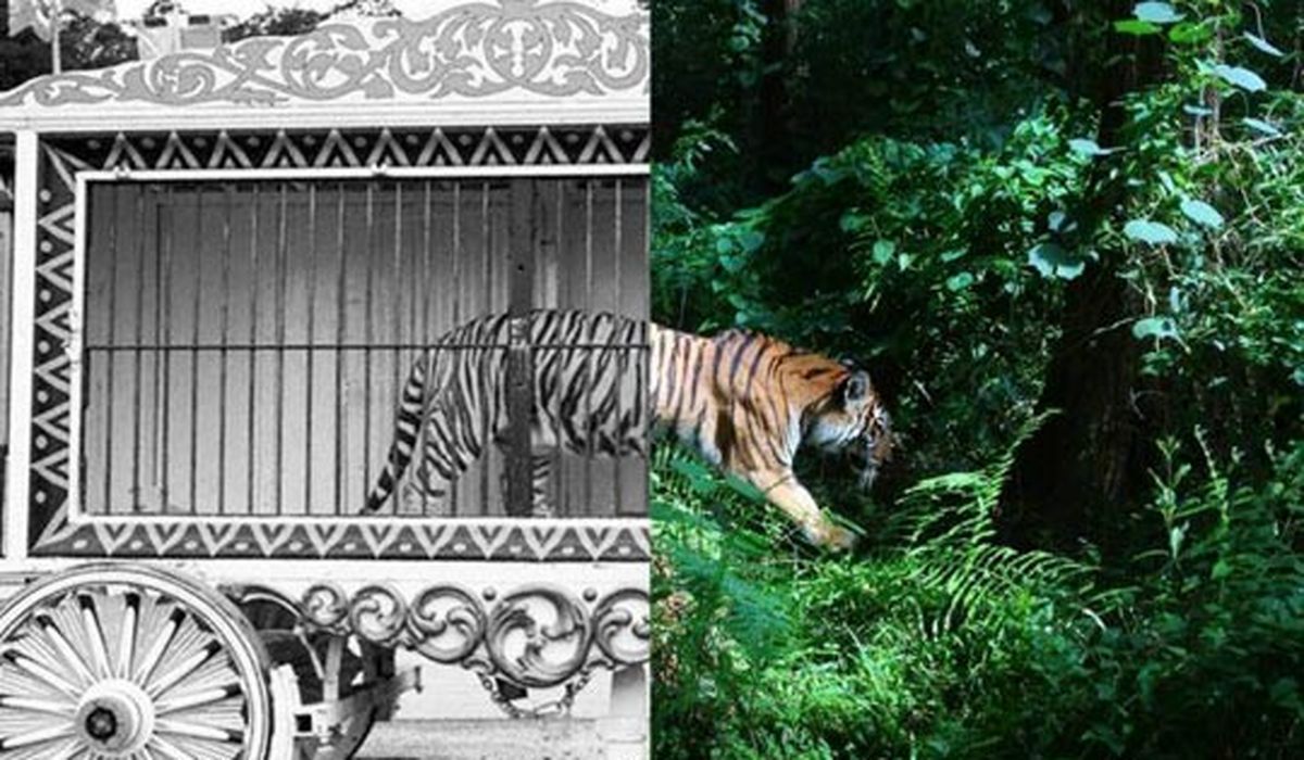 سرگرمی ما یا آزادی آنها!/عکس