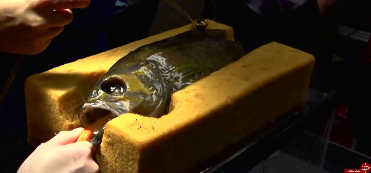 جراحی زیبایی ماهیها! +تصاویر