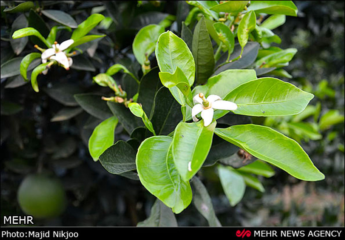 شکوفا شدن درختان مرکبات مازندران