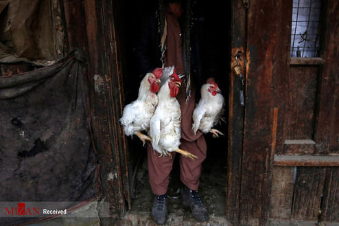 تصاویر: بازار پرندگان کابل