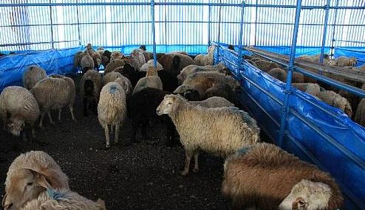نرخ دام زنده سبک، کیلویی ۴۰۰۰ تومان کاهش یافت