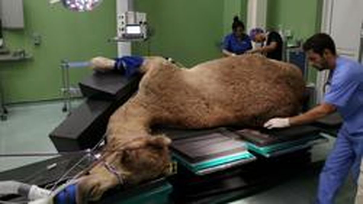 اولین بیمارستان شتر در جهان +تصاویر