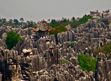 عجیبترین جنگل دنیا/تصاویر