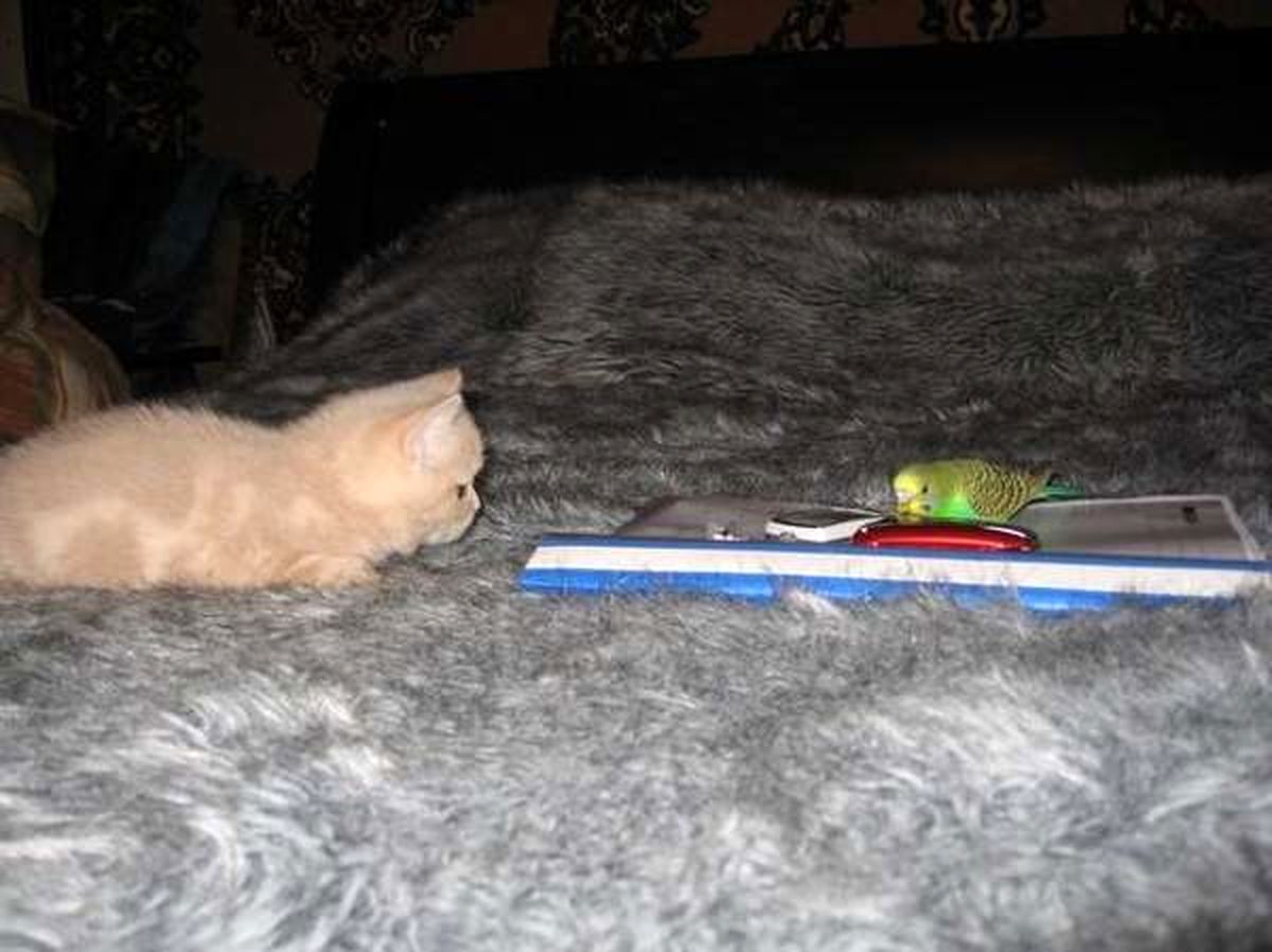 تصاویر: محبت عجيب گربه‌ای به يك پرنده