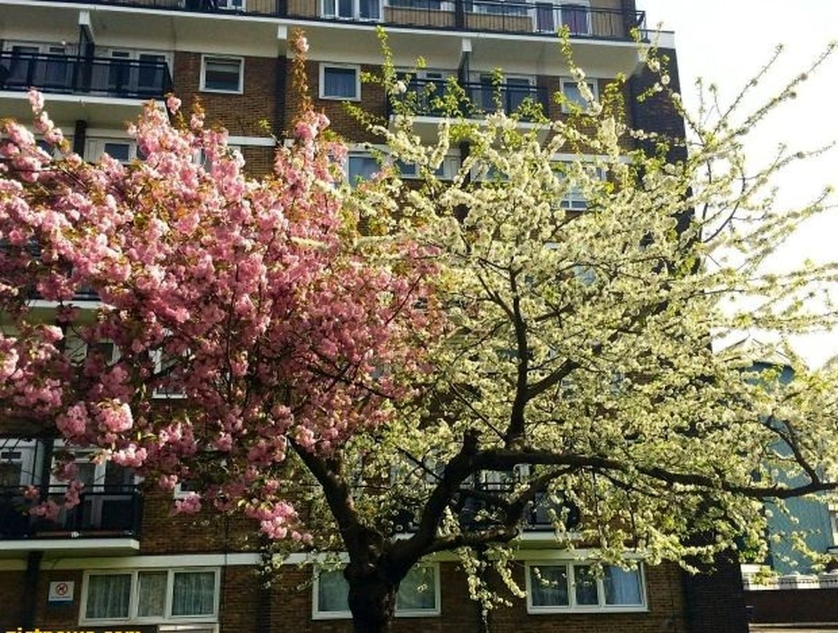 درختی با دو شکوفه متفاوت/عکس