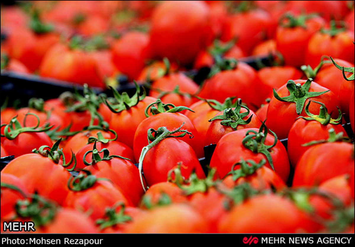 قرص گوجهفرنگی تولید شد