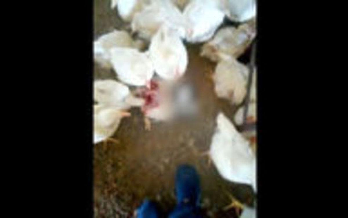 بیماری ترسناک در برخی مرغداری های ارومیه +فیلم حاوی تصاویر دلخراش