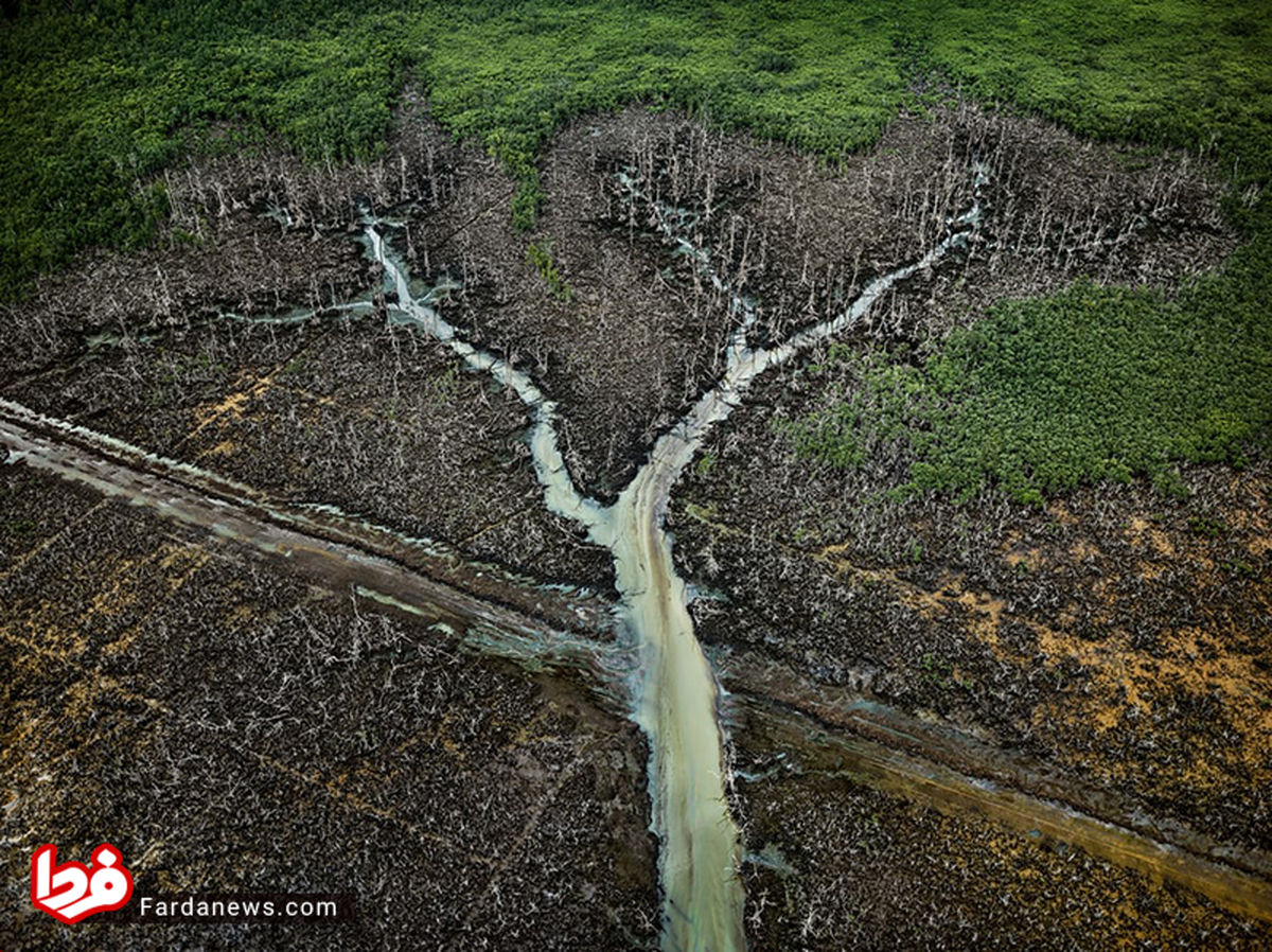 عکسی تحسین برانگیز که عکاسش را استاد کرد!