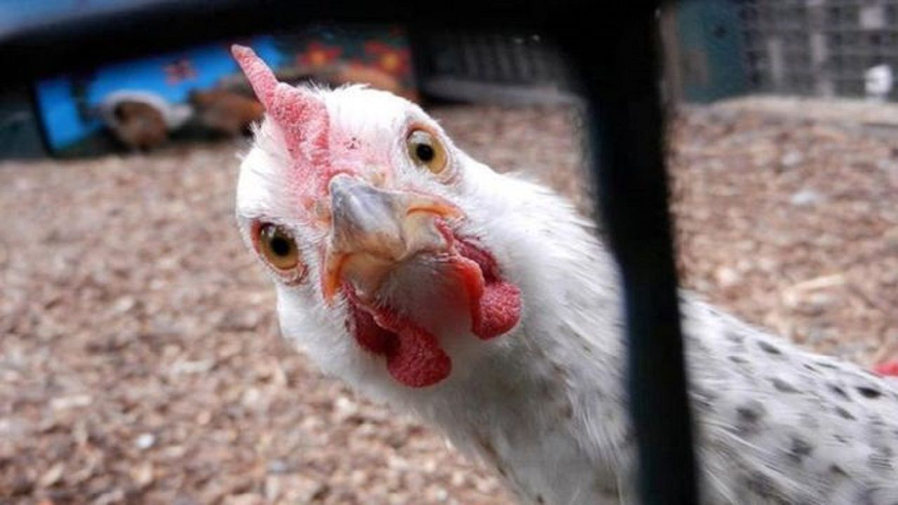 چه خبر از بازار مرغ؟ +فیلم