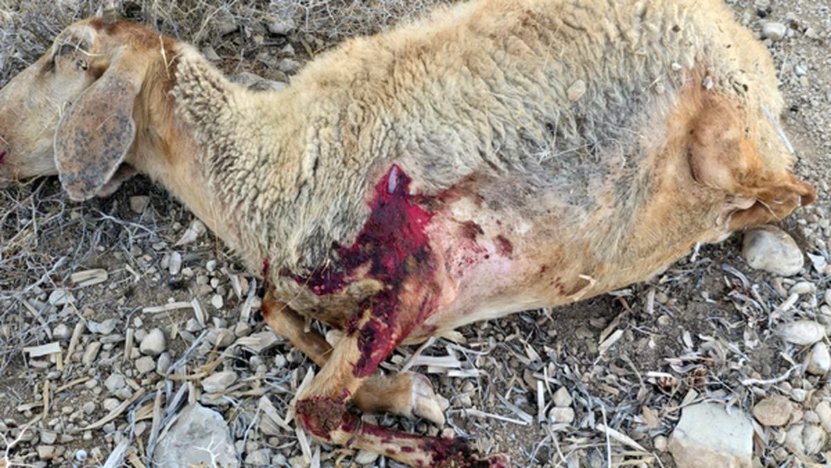  اسرائیلی‌ها به گوسفندان فلسطینی‌ها نیز رحم نکردند