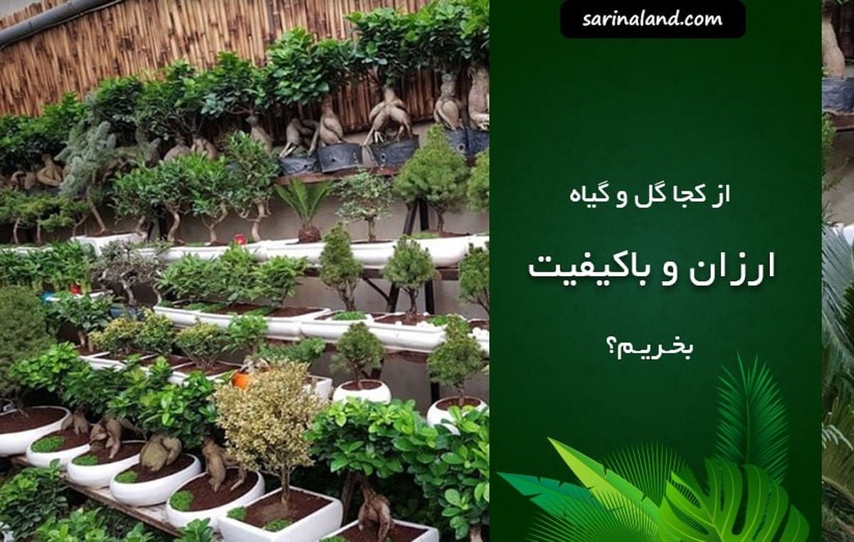 از کجا گل و گیاه ارزان بخریم؟ (معرفی بازارهای گل تهران)