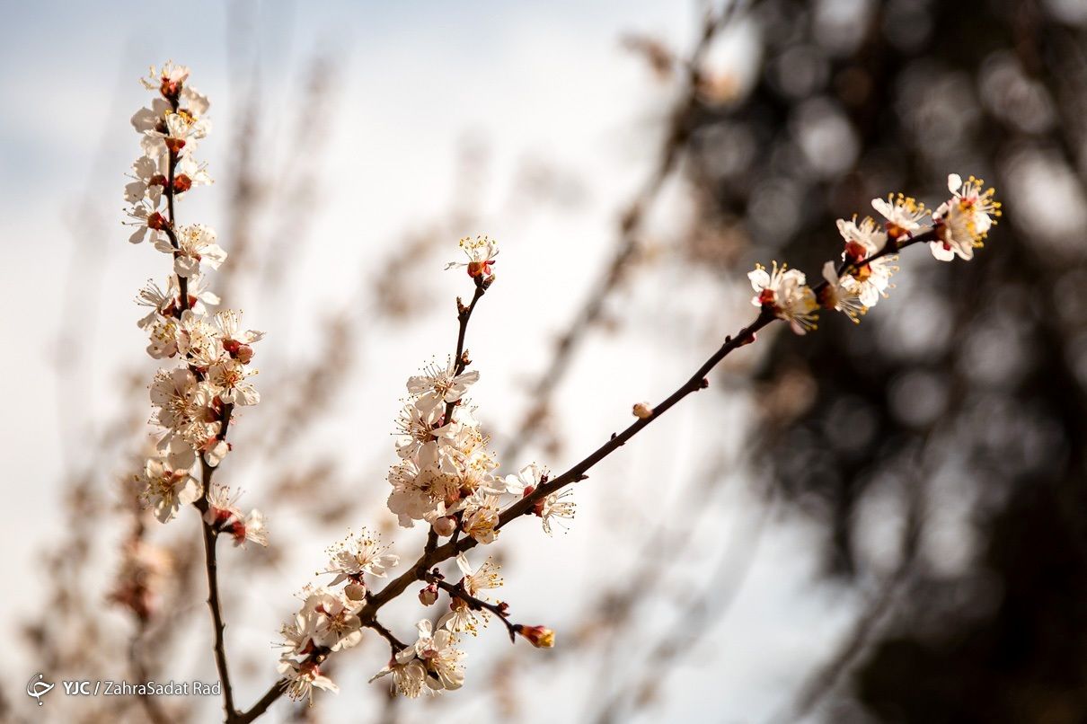 تصاویر: شکوفه های بهاری