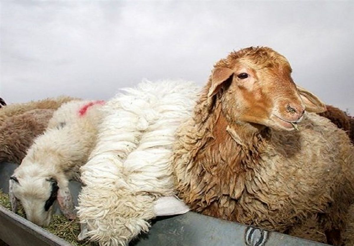 سقوط مصرف گوشت قرمز در ایران