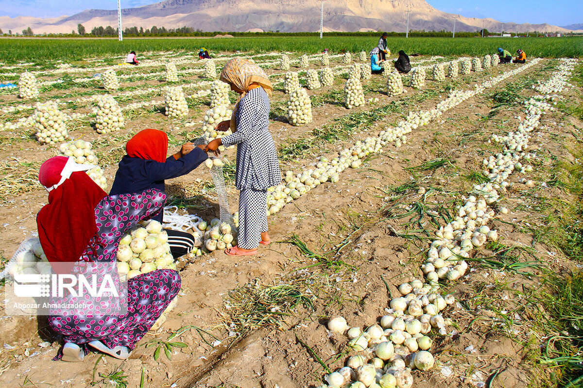 بیمه رایگان تامین اجتماعی برای این خانوارها با این شرایط