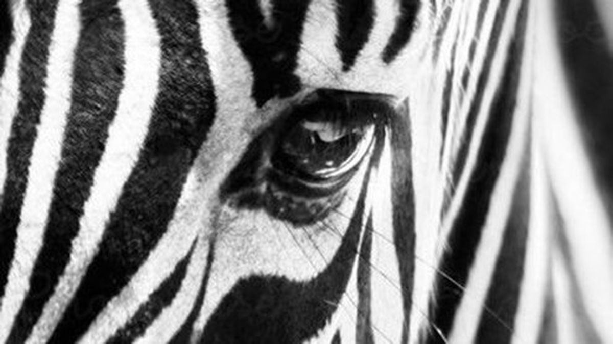 از پای در آمدن یوزپلنگ در مصاف با گورخر +فیلم