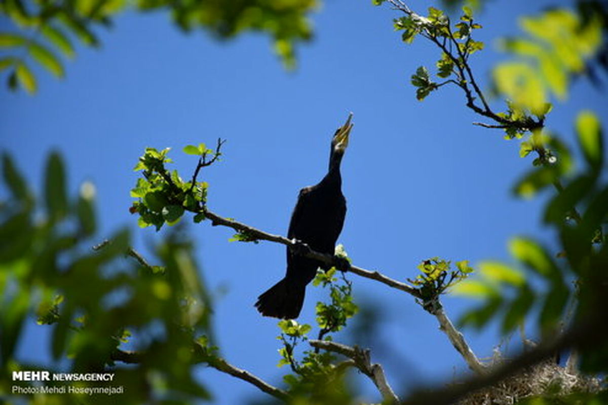 تصاویر: جوجه آوری پرندگان باکلان و حواصیل در تالاب استیل آستارا