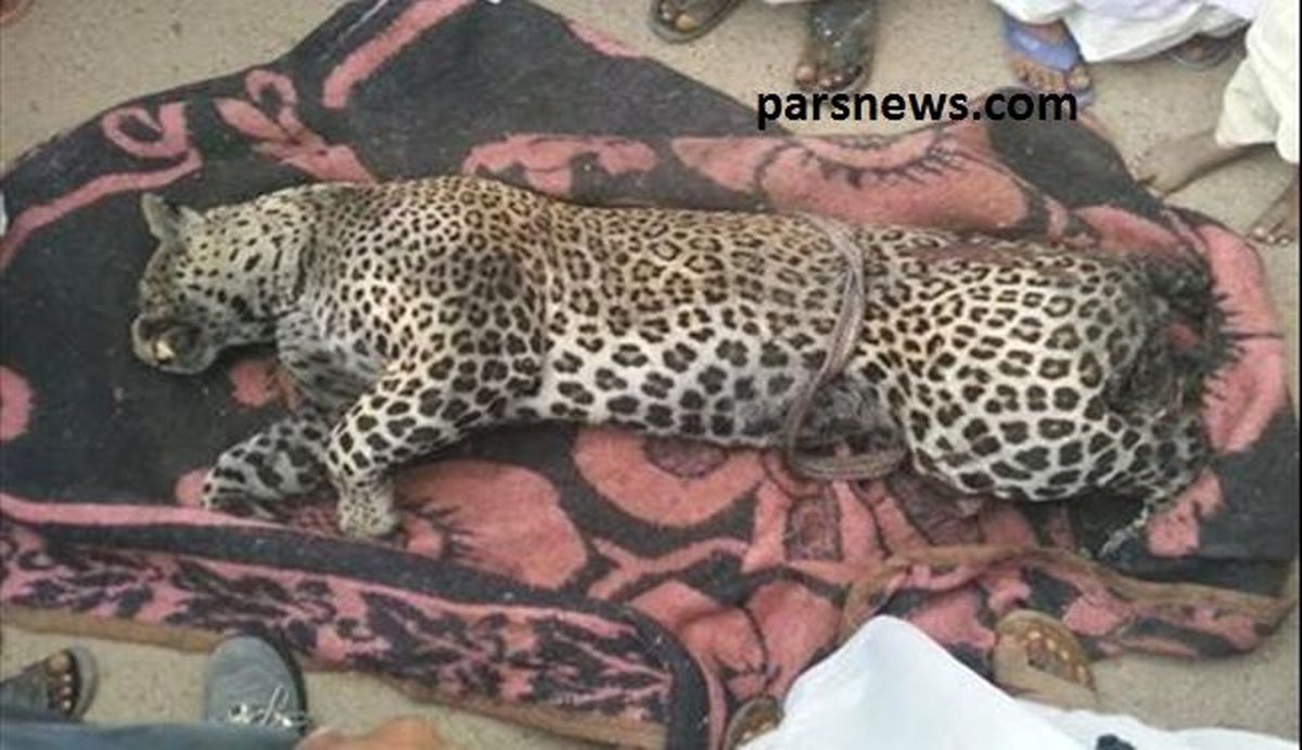 کشتن یک گونه ی نادر پلنگ/عکس