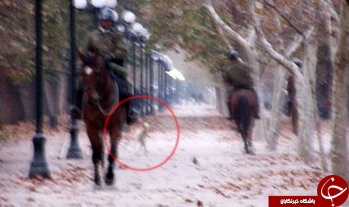 موجودی فضایی در جنگل سوژه داغ رسانه‌ها شد +تصاویر