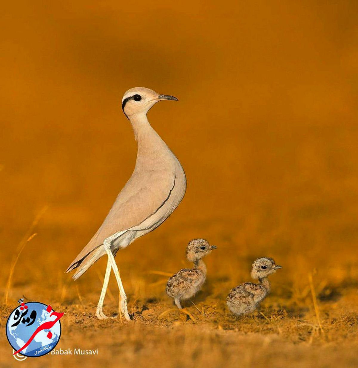 تاحالا دودوک دیده اید +عکس