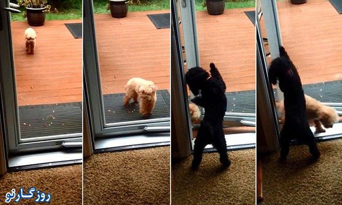 عکس/ سگ بسیار محترم!