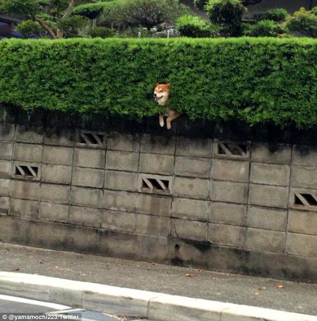 پربازدید ترین عکس توئیتر در این هفته !