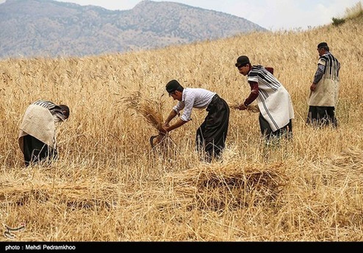 تصاویر: برداشت گندم به روش سنتی در ایذه