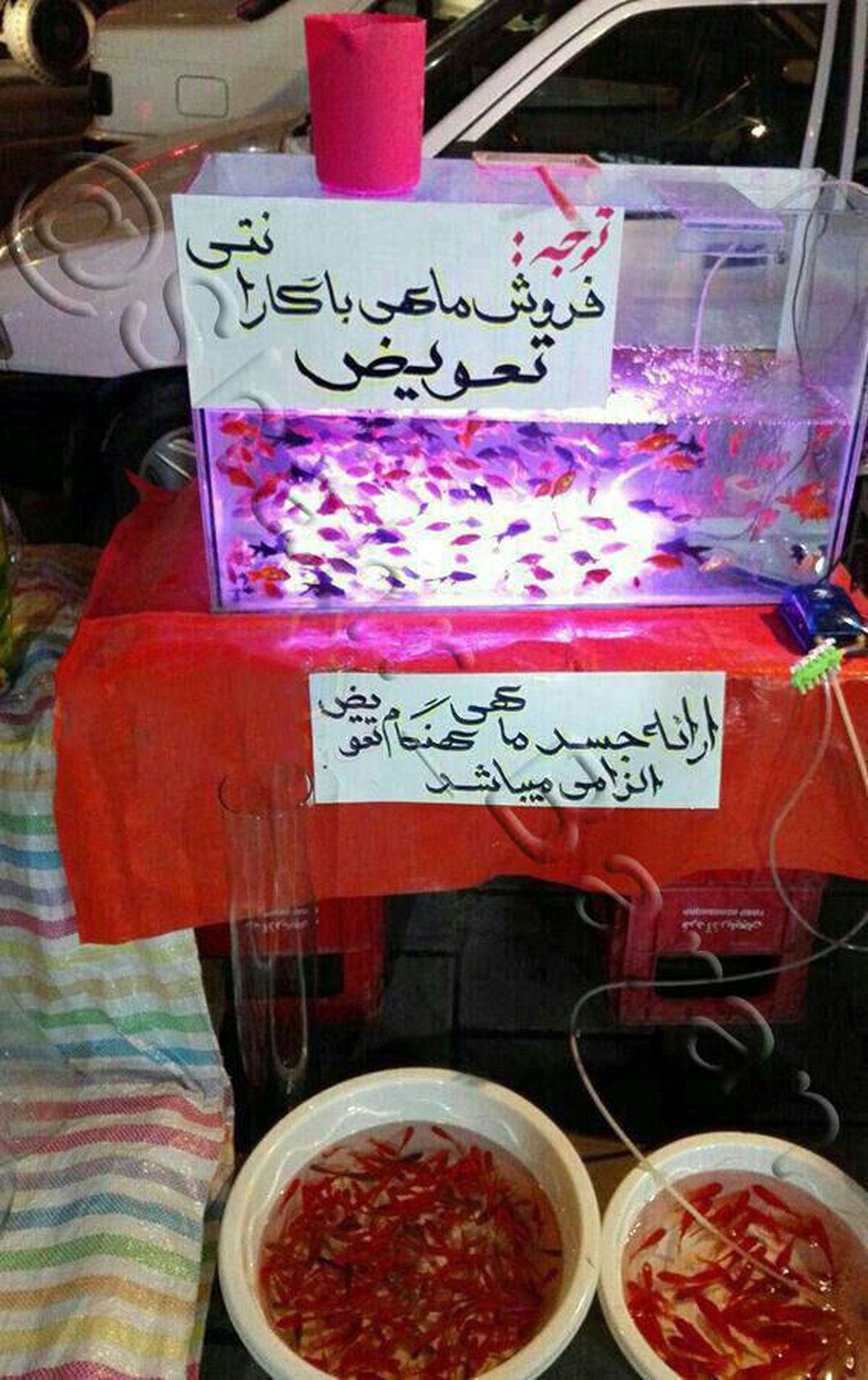 عکس: ماهی قرمز با گارانتی تعویض هم آمد!