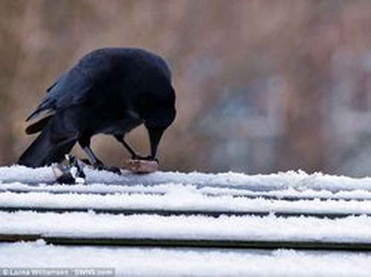 لحظه دیدنی شکلات خوردن یک کلاغ! +تصاویر