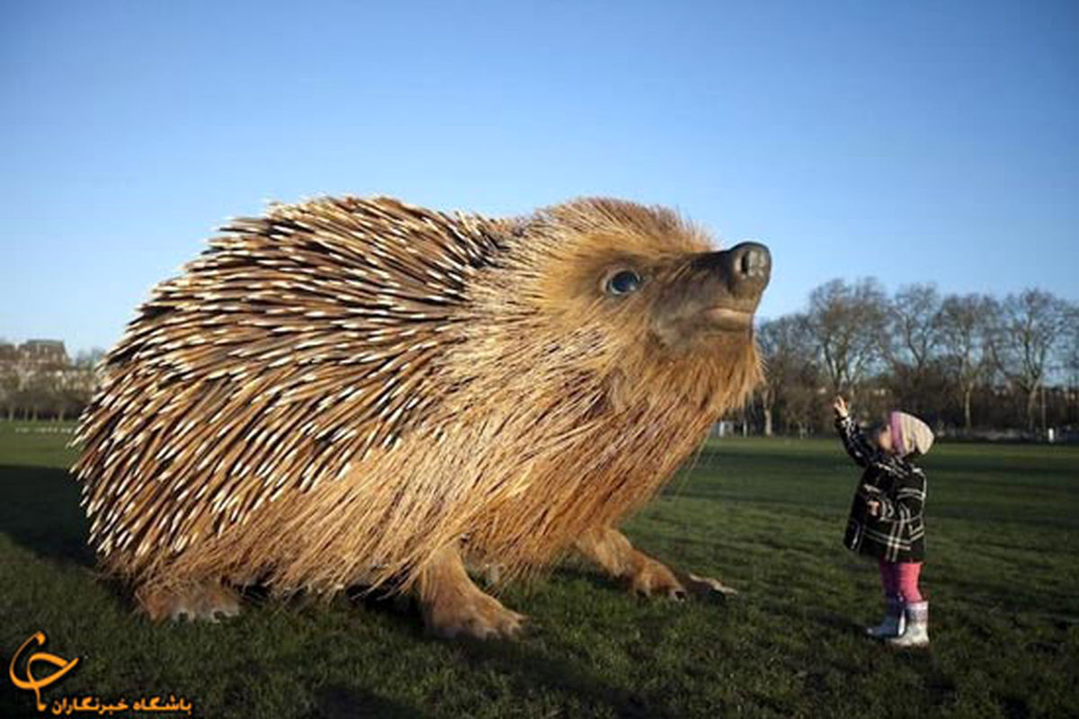 جوجهتیغی غولپیکر/تصاویر