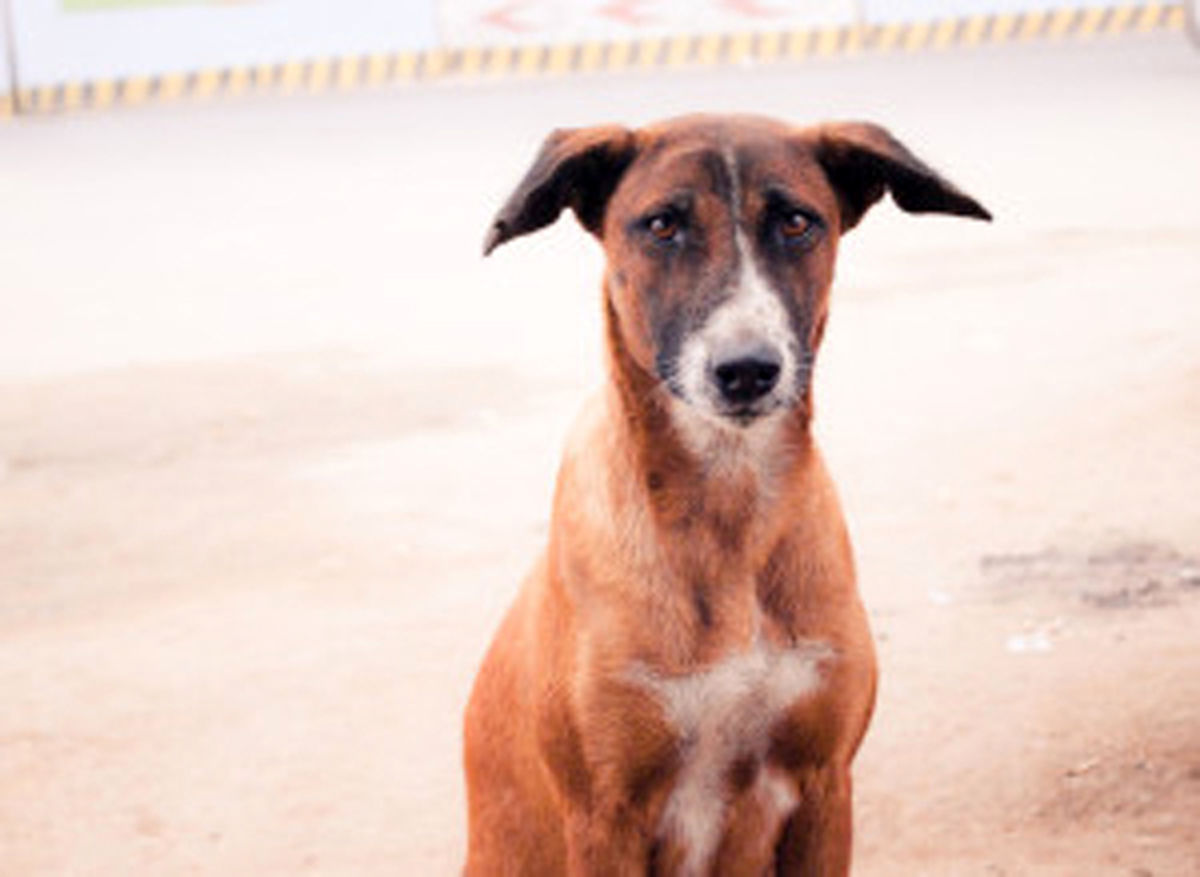 سگ شجاع جانش را فدای صاحبش کرد +عکس