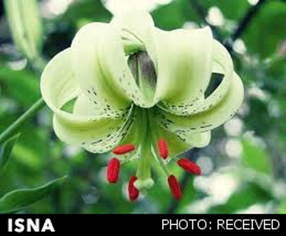 نادرترین‌ گل جهان در گیلان،گل داد/عکس