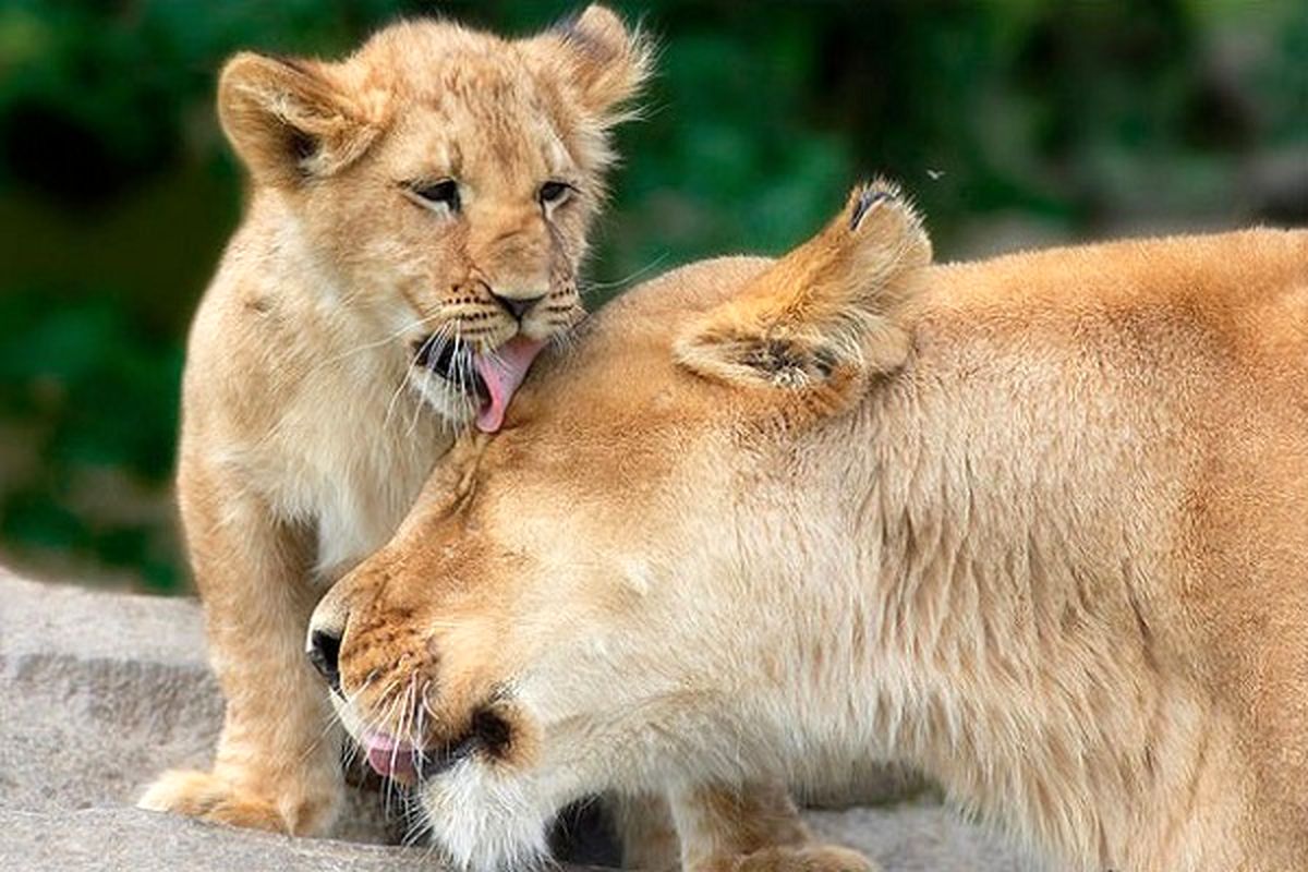 محبت در دنیای حیوانات/تصاویر