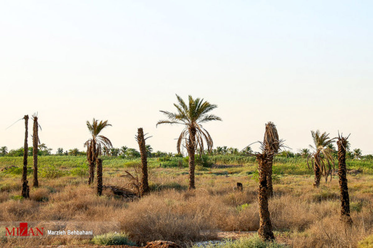 تصاویر: نخل های بی سر آبادان